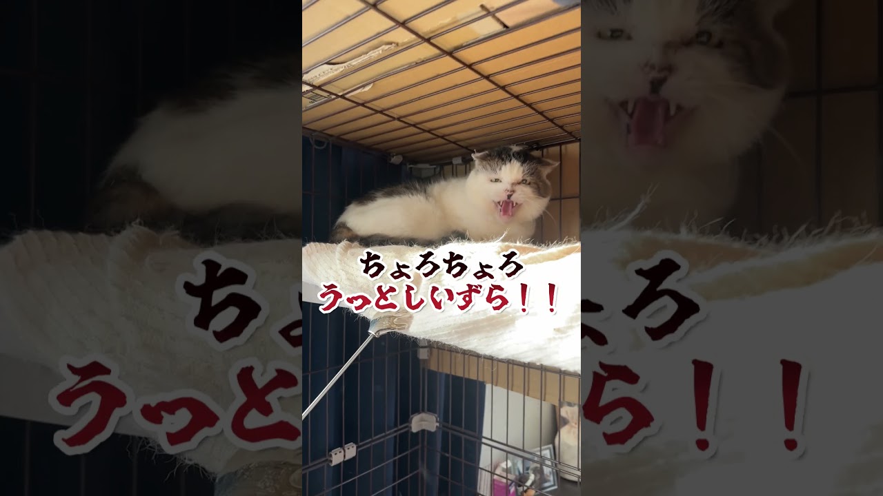 元ボス猫の家猫修行編① #地域猫 #ネコ #元地域猫