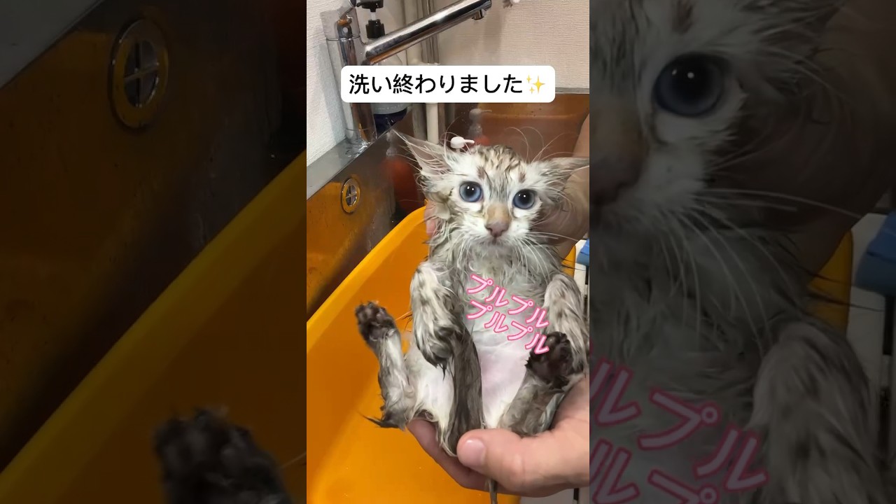 サイベリアン子猫のシャンプー動画#サイベリアン #子猫 #猫