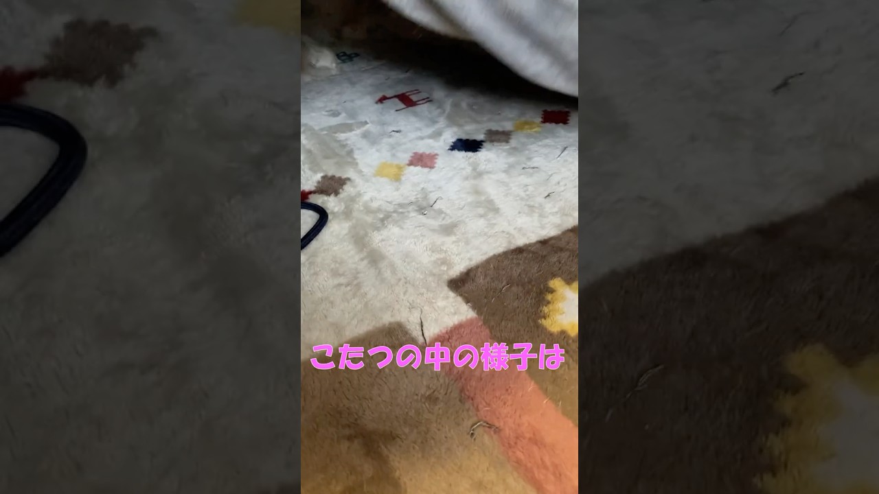 こたつを出しました(笑)  #cat #猫のいる暮らし #アメリカンカール