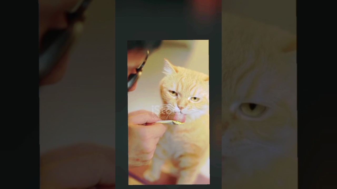 Interesting Facts About CAT 😺 | you don't know about 😯 | #shorts #ytshorts 😱😯😺