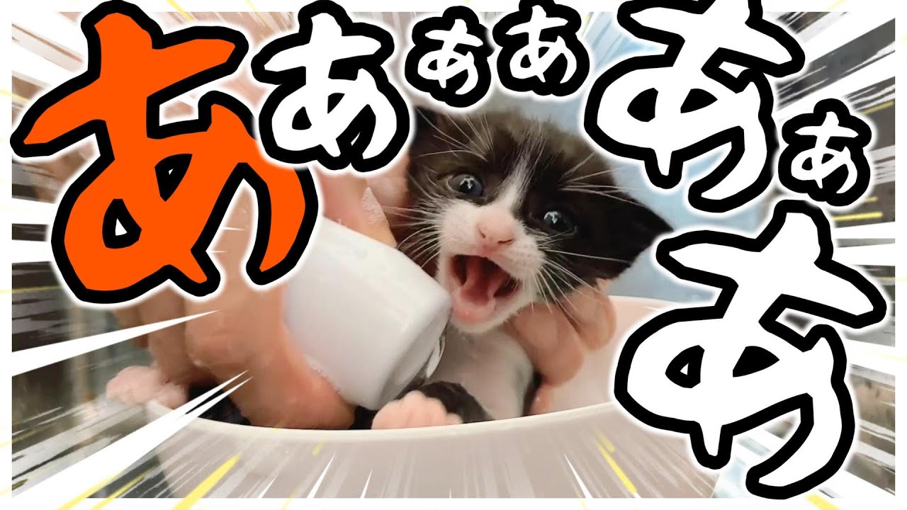 【子猫のお風呂】かなり汚れていたのでシャンプーしました。お出しが・・・【保護猫生活】