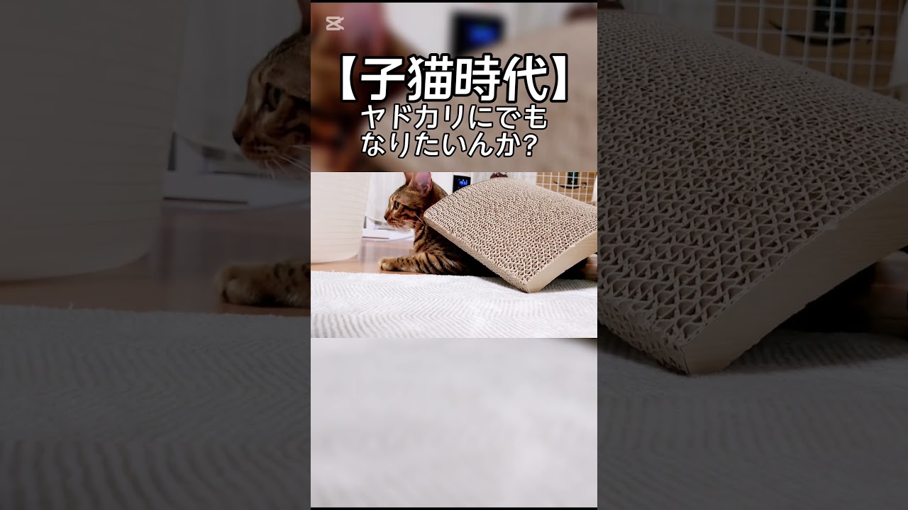 【子猫時代】ヤドカリ？？？ #猫 #子猫 #猫動画 #猫のいる暮らし #ベンガル #cat #fyp #shorts #short