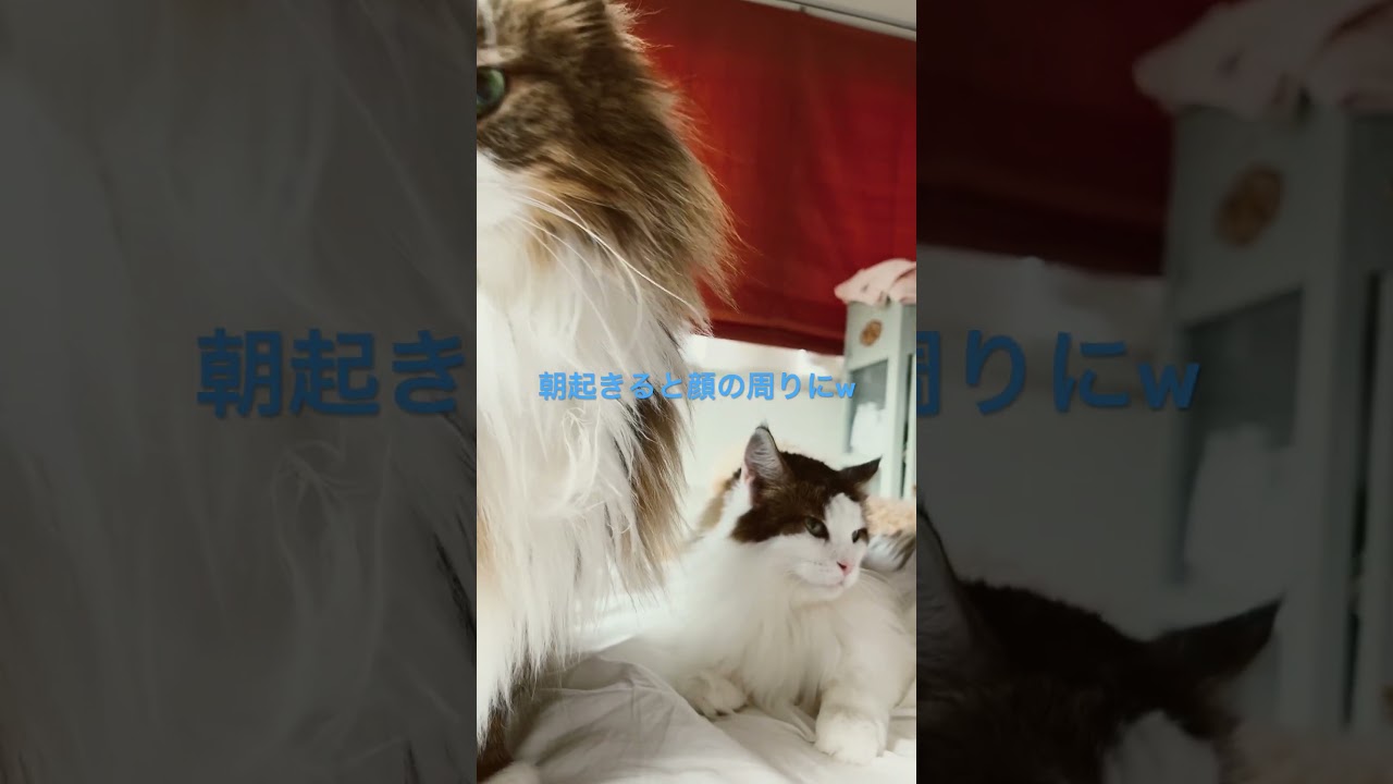 #cat #cats #shortsvideo #かわいい #かわいい猫 #ノルウェージャンフォレストキャット #大型猫 #猫 #猫との暮らし #猫動画
