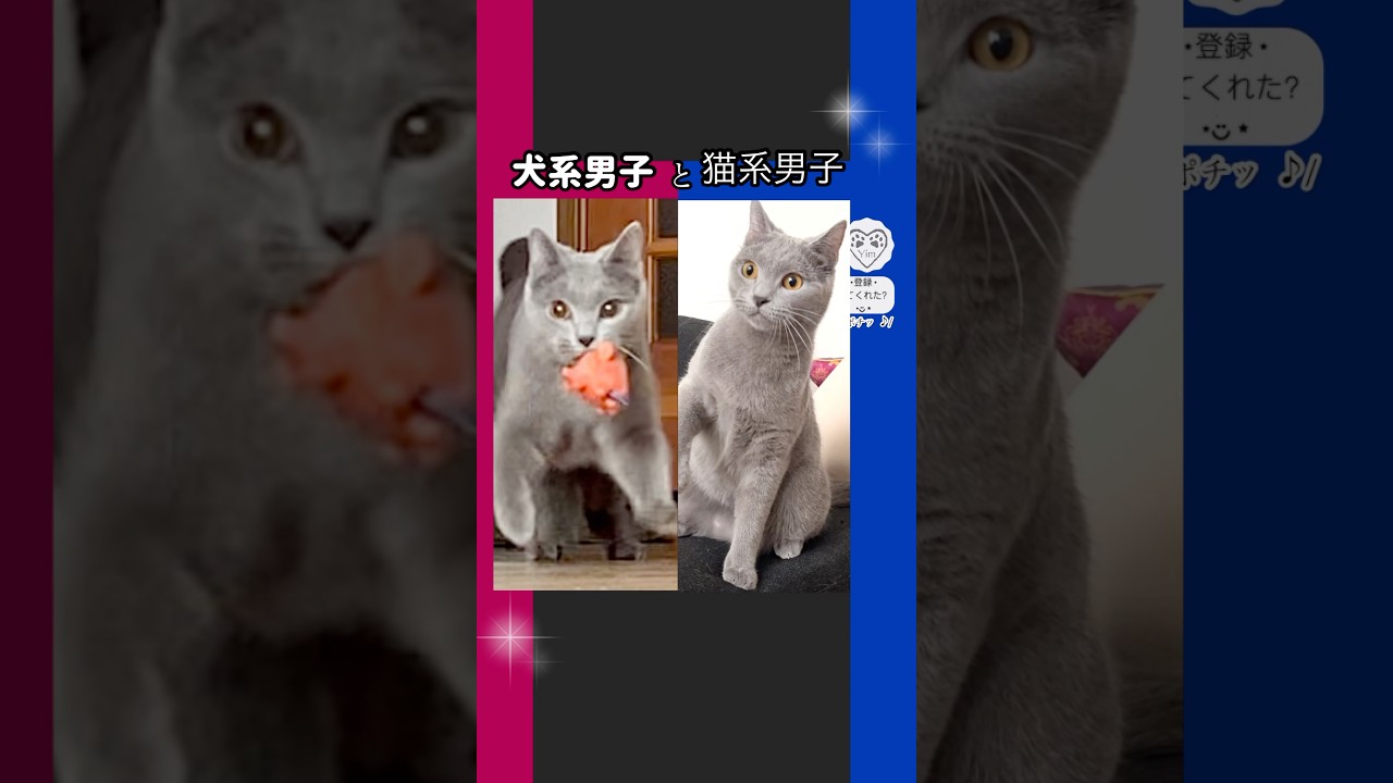 【あなたはどっち派？】🔴犬系男子(猫)と🔵猫系男子(猫) 笑　#猫 #cat #シャルトリュー #chartreux #猫ショート #catshort #犬系男子 #猫系男子