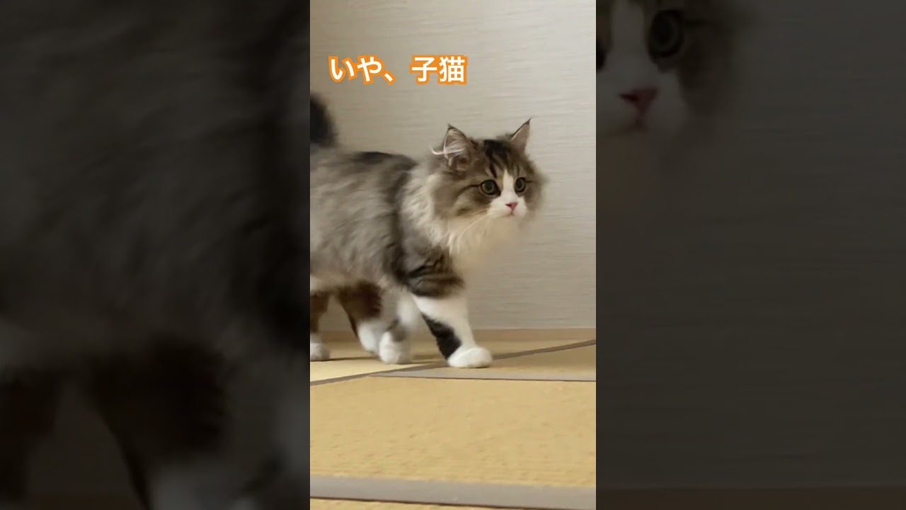 最後にぷるっ、ぷるっ　#ラガマフィン #cat #猫 #ねこ #子猫 #ペット