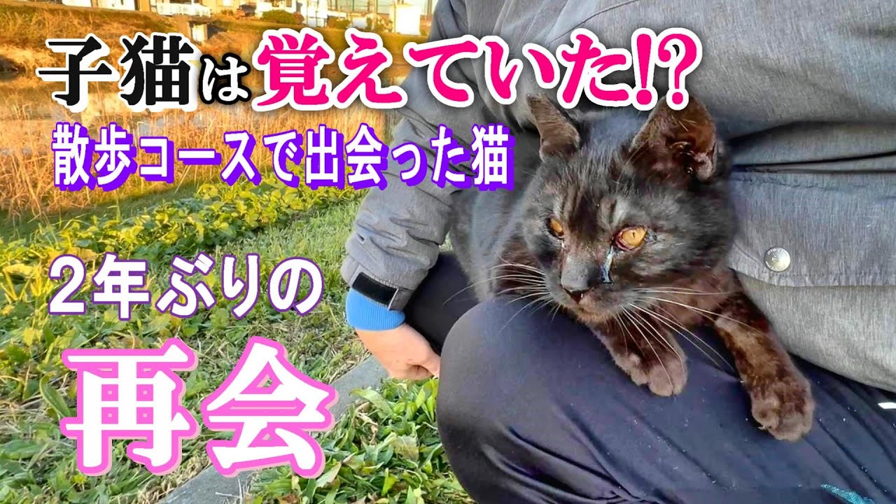 【子猫の記憶力】２年ぶりの再会：人懐こい黒猫クロが見せる膝乗りの瞬間が可愛すぎる！【オリジナルBGM】