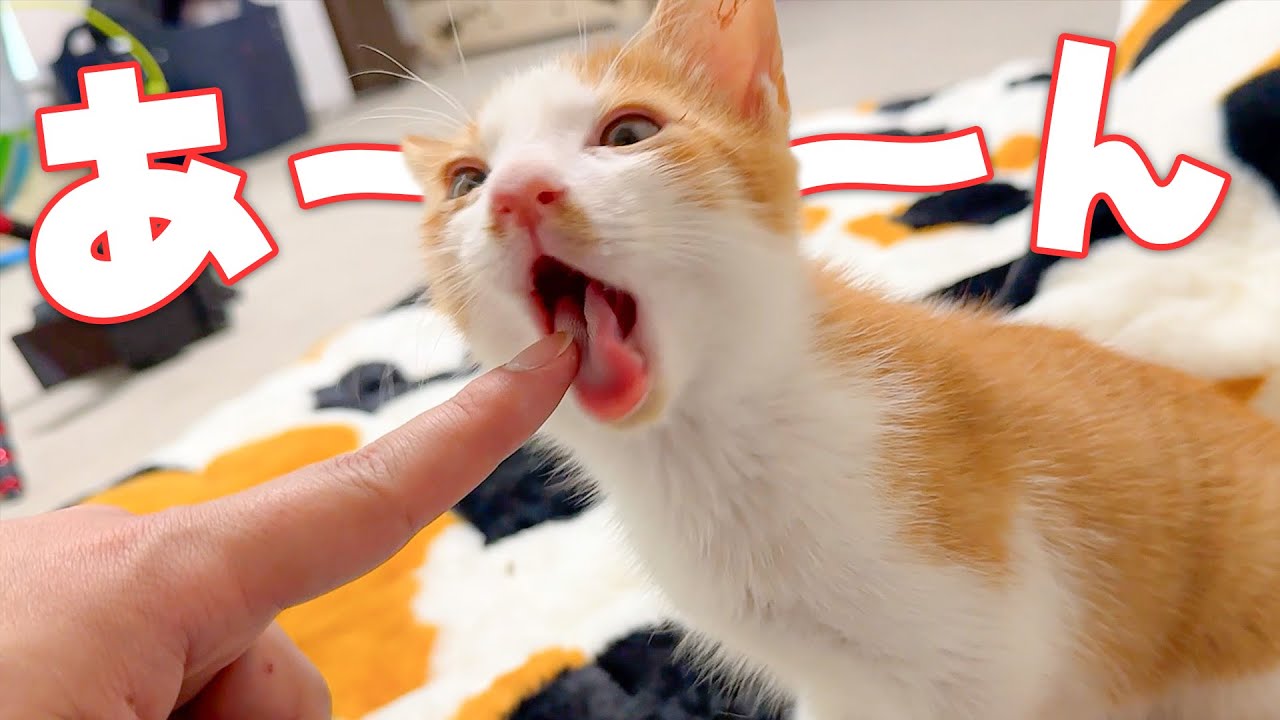 保護してくれた人間の味を確かめるために、まず指をモグモグ食べてみる子猫が可愛すぎました…。