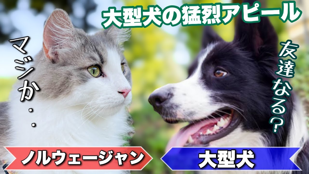 公園で、えっ猫⁉️と二度見をされるノルウェージャンフォレストキャット【猫の散歩／大型長毛猫】