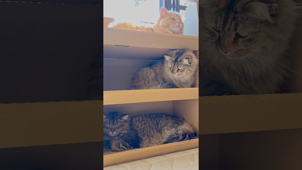 【商品紹介】スタッキングコンテナを作ってみた【サイベリアン・多頭飼い】 #shorts #サイベリアン #猫 #商品紹介