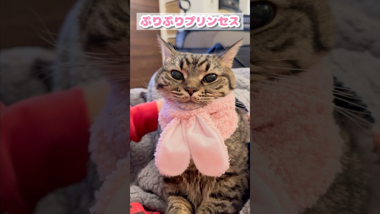 【猫動画】ぷりぷりウサ耳プリンセスが可愛すぎる!! #shorts