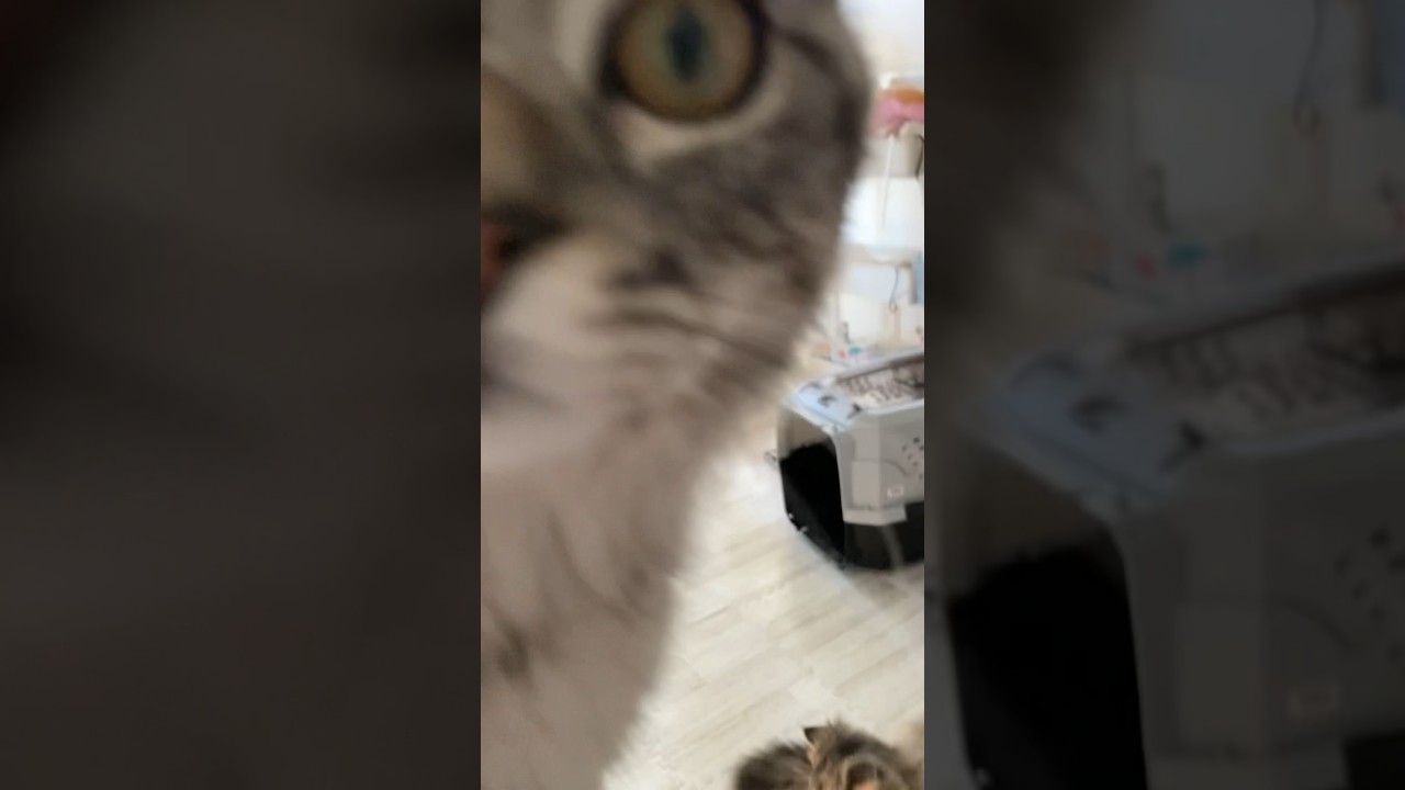 自己主張が強いです #ラガマフィン #cat #猫 #ねこ #子猫 #ペット #猫のいる暮らし