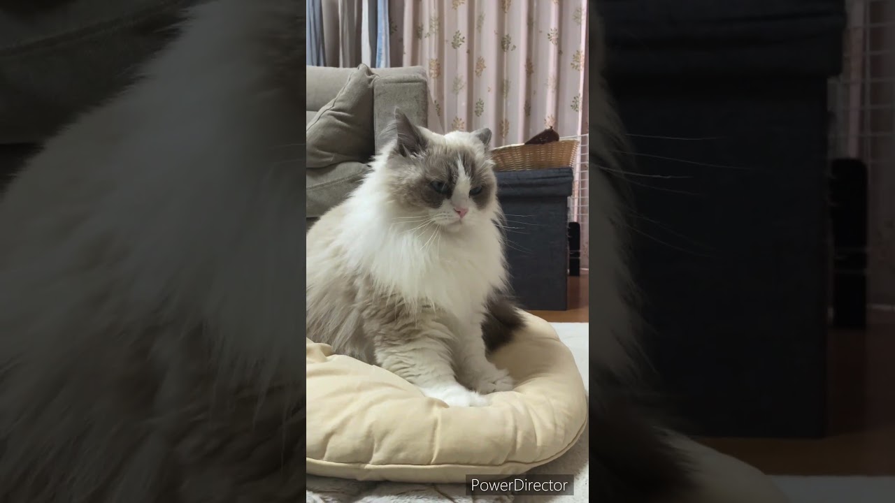 眠たい🥱 #cat #ラグドール #猫のいる暮らし #猫 #猫〆しあ #猫好きさんと繋がりたい #ragdollkittens #ねこ #ラガマフィン #猫のいる生活
