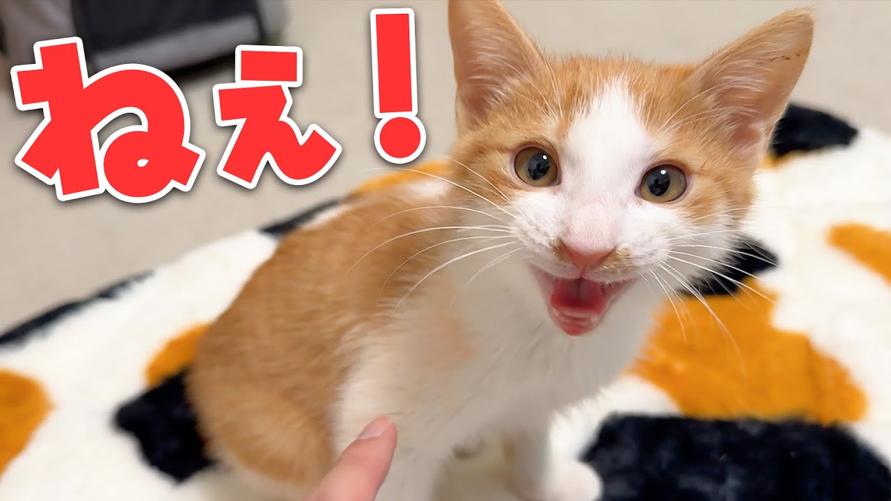 トイレから帰ってきた子猫が必死な顔で話しかけてきました…
