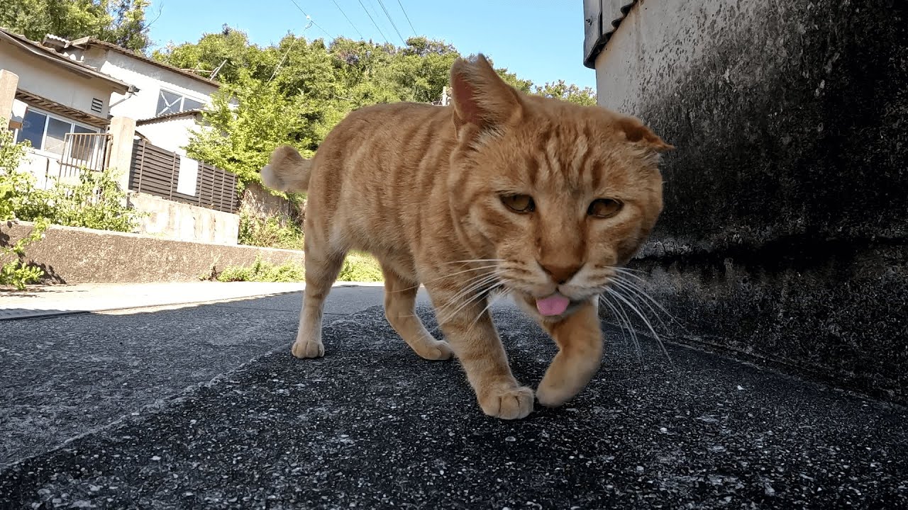 男木島　漁港でサビ猫と遊んでいたら沿岸をパトロール中のいかにも強そうな茶トラ猫に職務質問をされたのでカリカリを賄賂代わりに買収しました