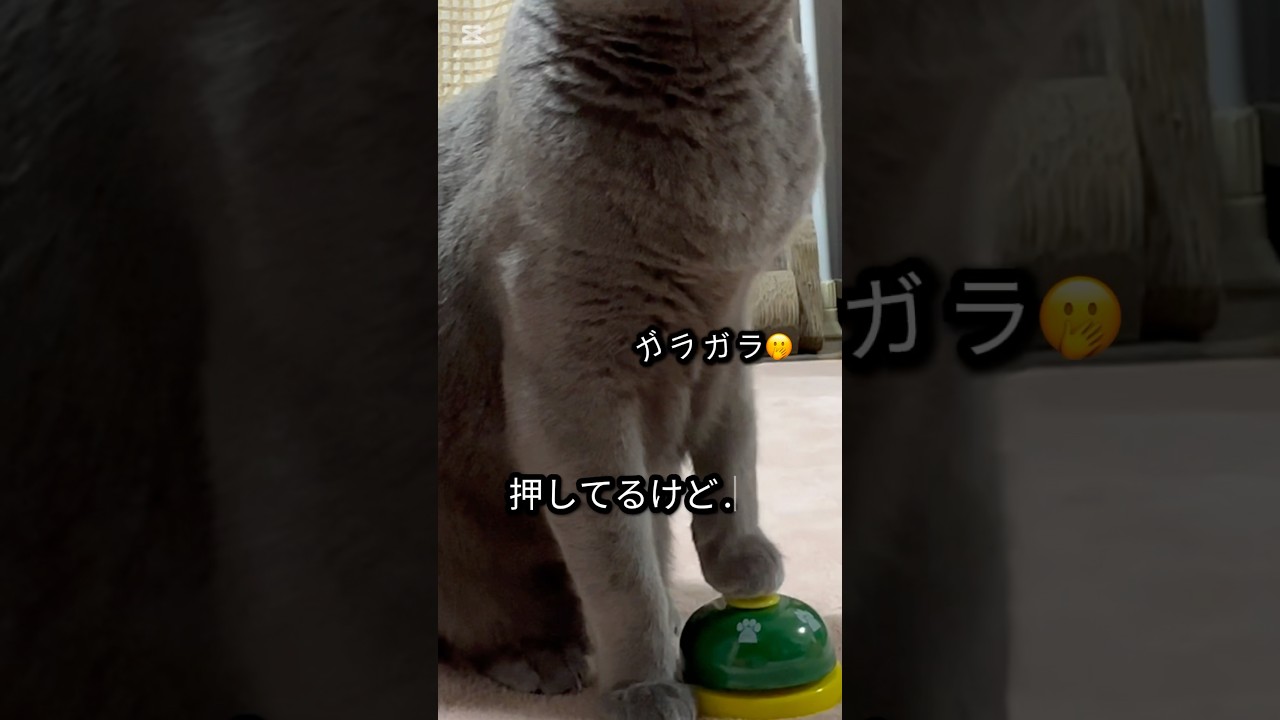 【ロシアンブルー】めろん緑気分の日〜🤭【猫】#shorts