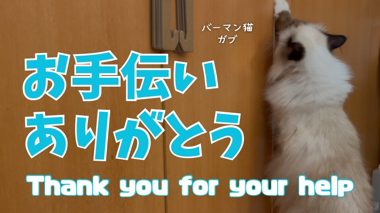 バーマン猫ガブ【お手伝いありがとう】Thank you for your help（バーマン猫）Birman/Cat
