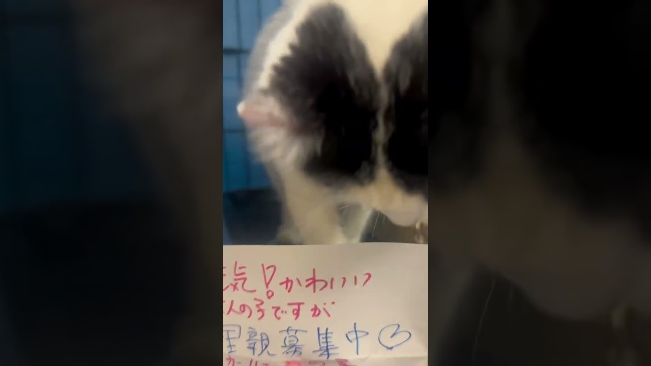 😭逢いに来てﾆｬ🙇‍♀️【まだ②歳　　猫ちゃん🐱】土日月は午後からご予約不要‼️逢いに来てニャン😸🐶⭕️ #里親募集中子猫アゴはネコ