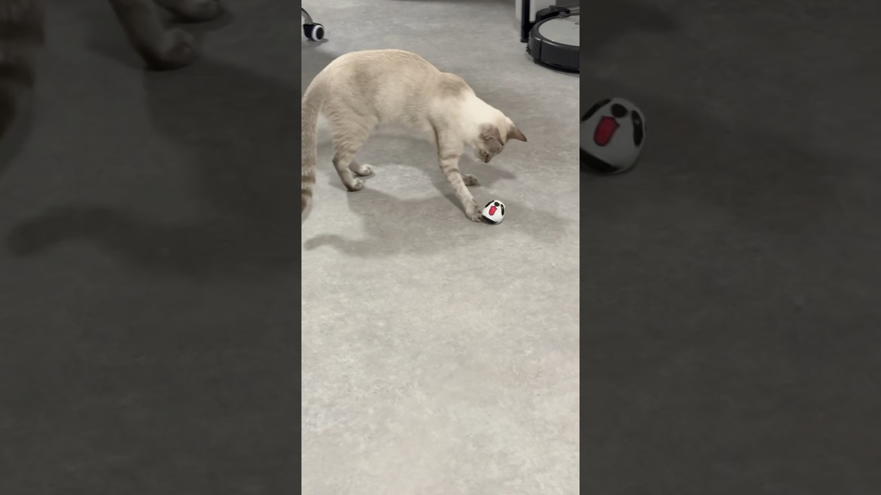 コロコロおもちゃで遊ぶ猫　#元保護猫　#シャムトラ　#シャムミックス　#cat #猫耳 #kitten #シャムmix  #子猫 #猫耳