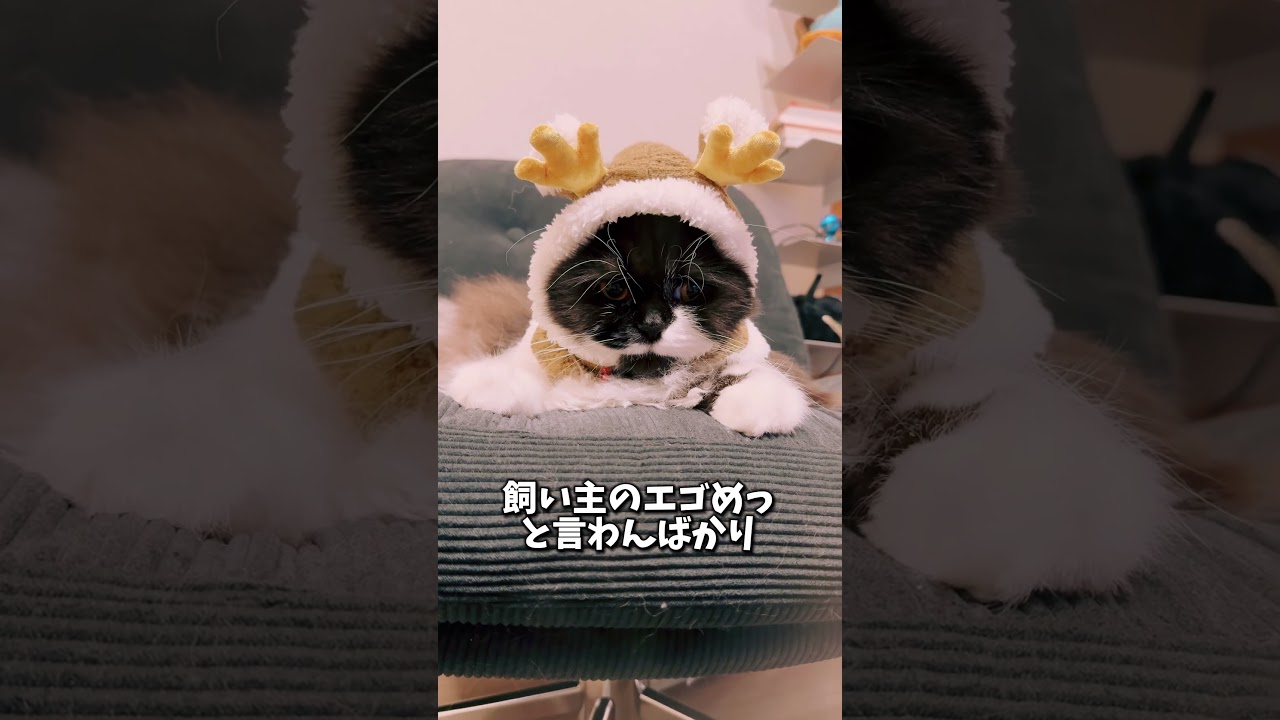 罪悪感に突き刺さる..   #cats #shorts #スコティッシュフォールド #glam #セルカークレックス #nico