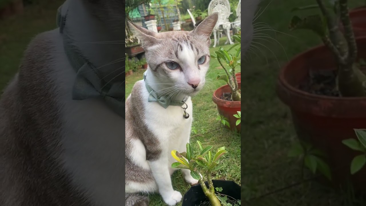 Curious😸 #cat #cute #curious #cuteanimal #shorts