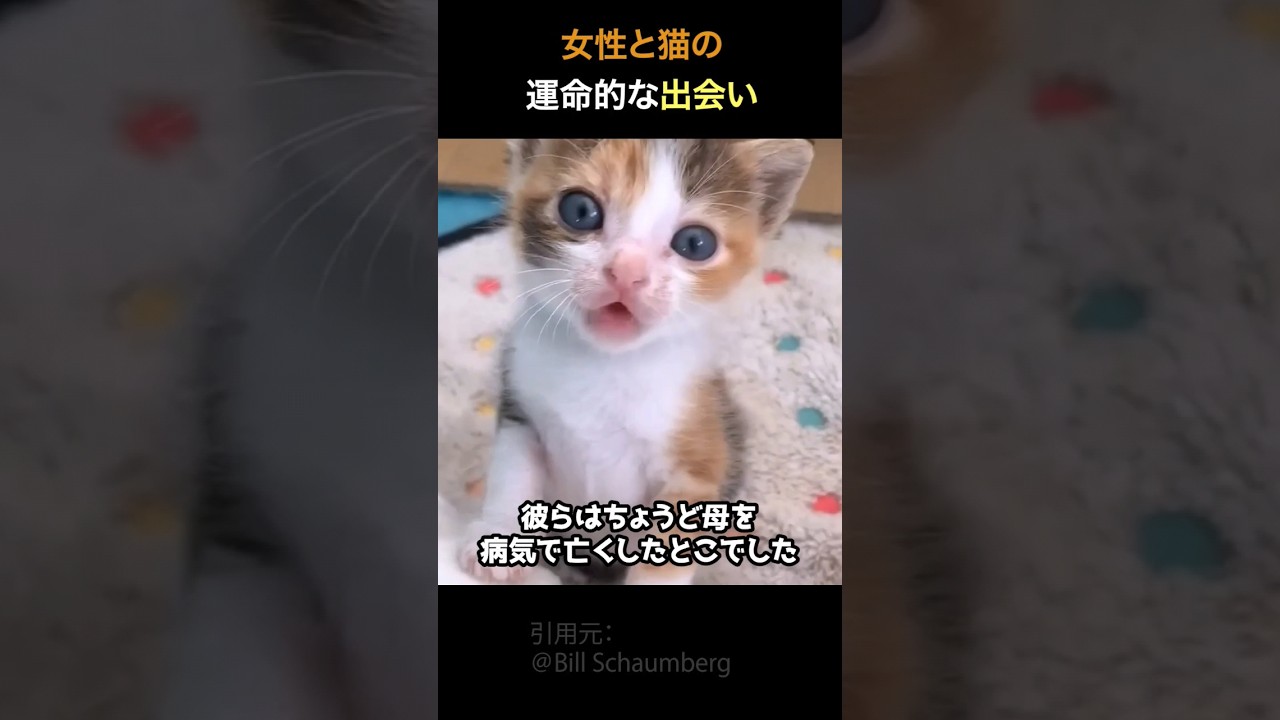 女性と猫の運命の出会い