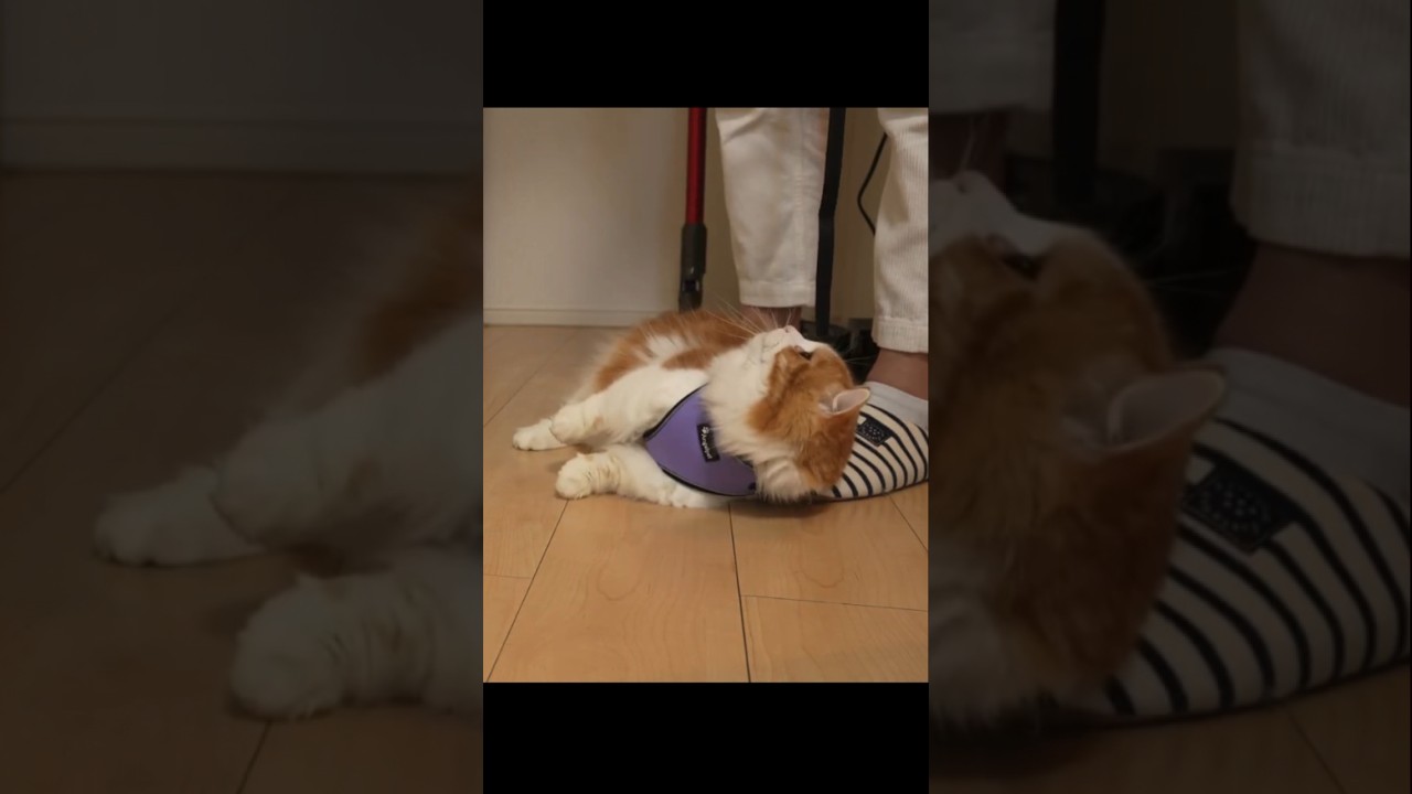 ハーネスをつけるとこうなります笑 #cat #マンチカン #なんちゃん