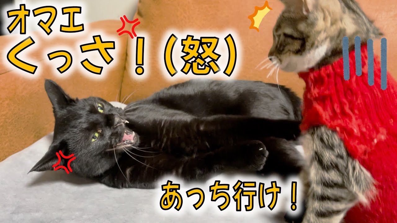 新入り子猫をしばく！先住猫かのみく／甘えんぼのホカロン可愛い…