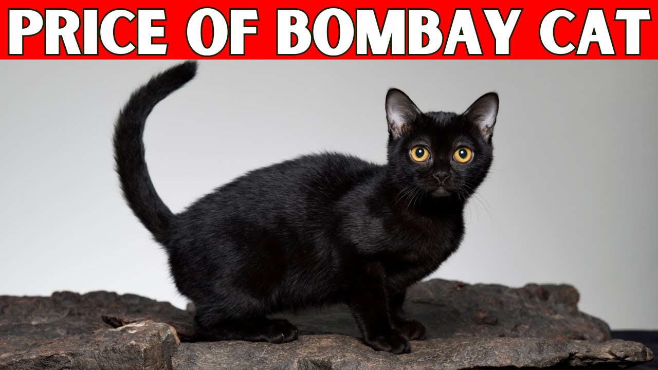Price of Bombay Cat | How Much is a Bombay Cat?