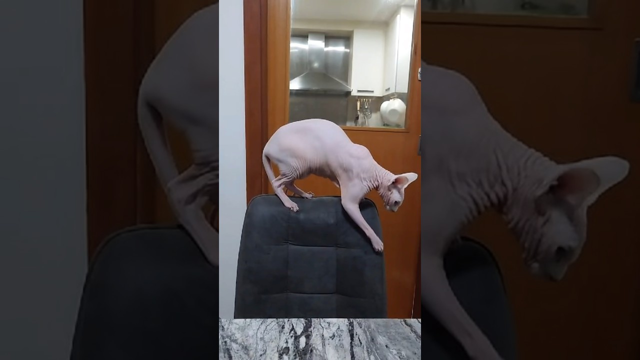 毛のない猫の可愛いからだ【スフィンクス猫】