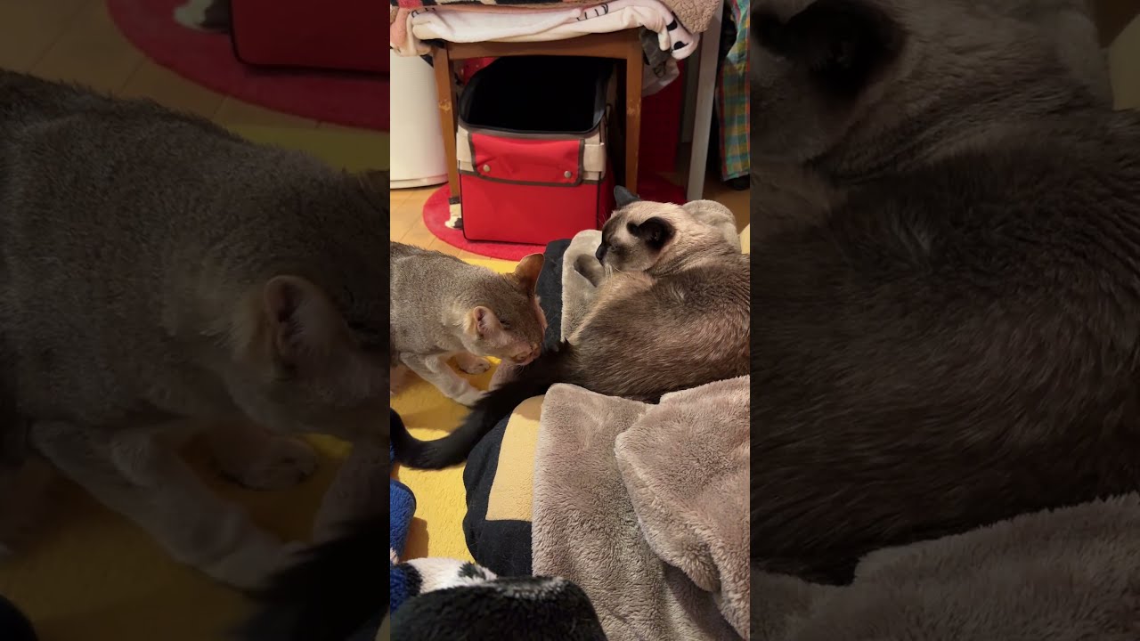 たぬき猫のおちりのニオイを確認しまくるシンガプーラなのにゃ♪ #cat #シンガプーラ #トンキニーズ#たぬき猫