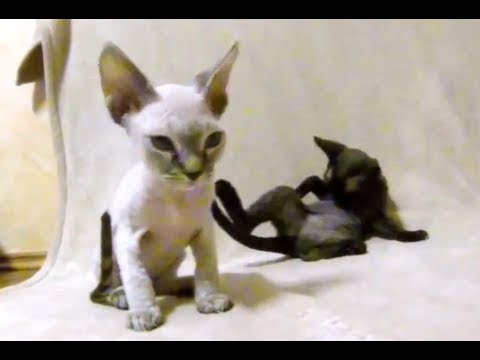 Beautiful Sphynx Kittens Devon Rex Kittens Have Fun, Very Cute Bold Kittens / デボンレックスの子猫が楽しい