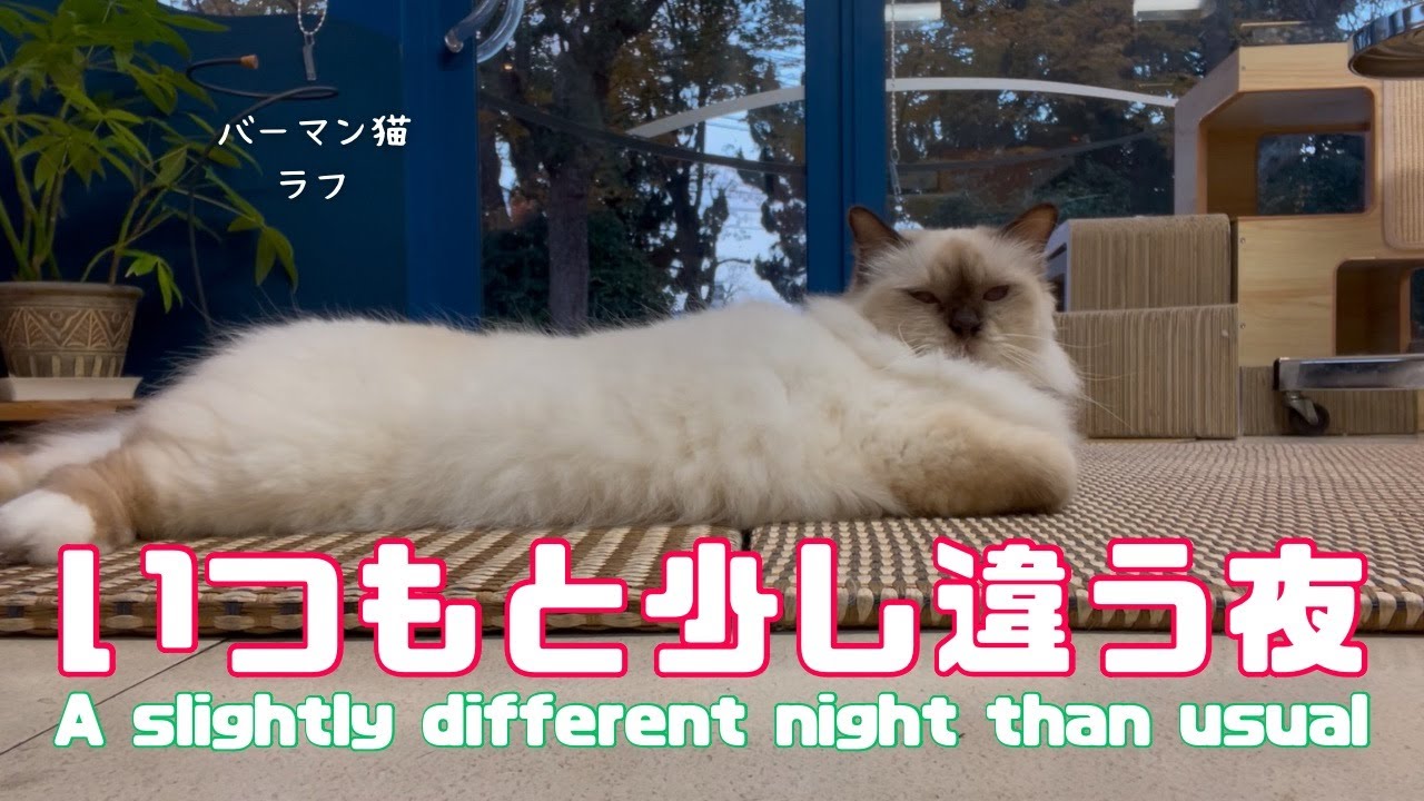 バーマン猫ラフ【いつもと少し違う夜】A slightly different night than usual（バーマン猫）Birman/Cat