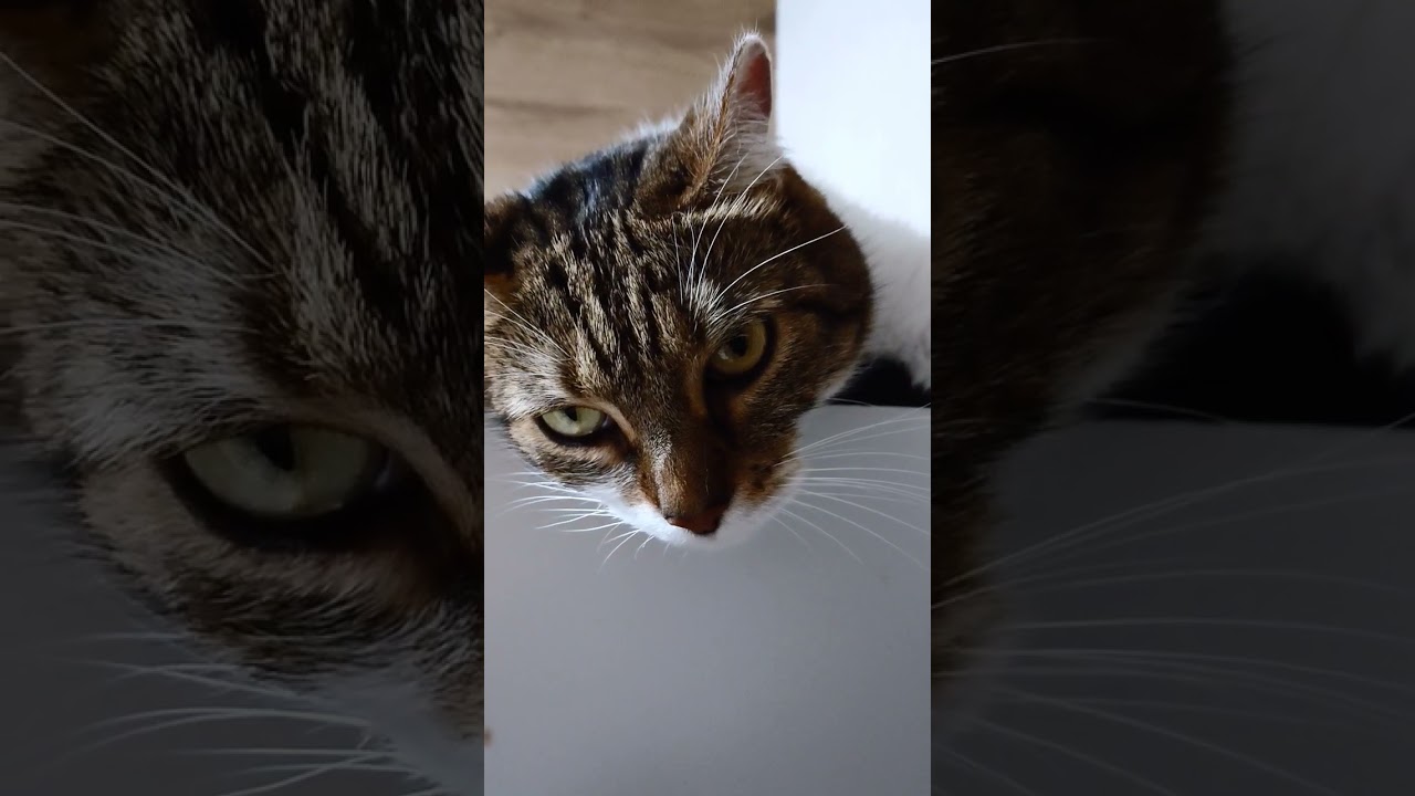 【猫】睨むモカちん(4女)☆ 2024/10/14【アメリカンカール】#shorts