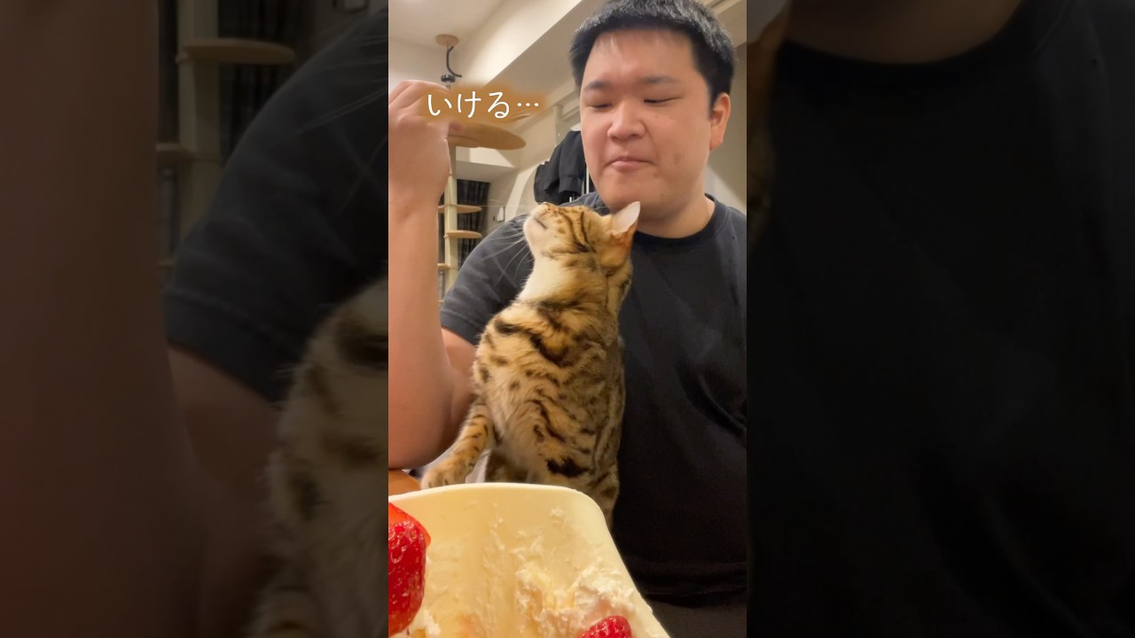 礼儀正しくケーキを待つネコ　#ルトロゼ #ベンガル #cat