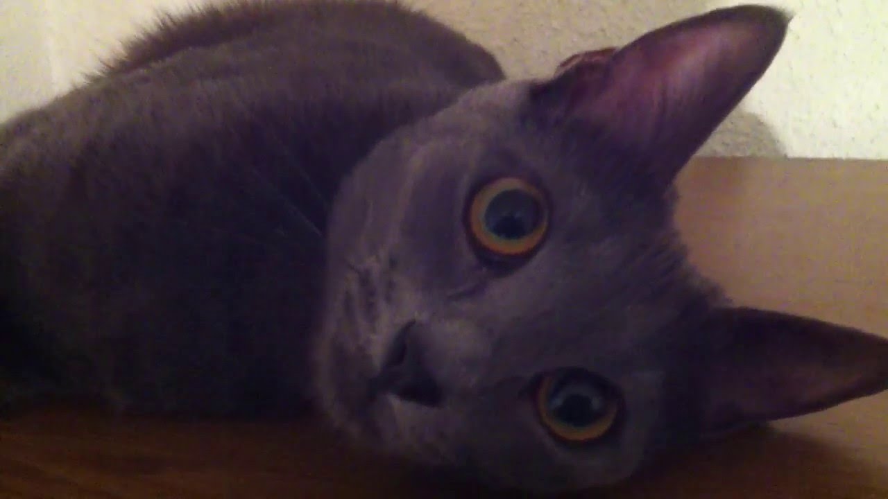 korat cat in action