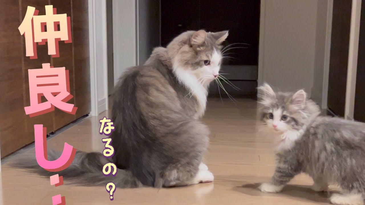 遊び足りないけど‥ひと安心したノルウェージャンフォレストキャット(^^)#catvideos #子猫