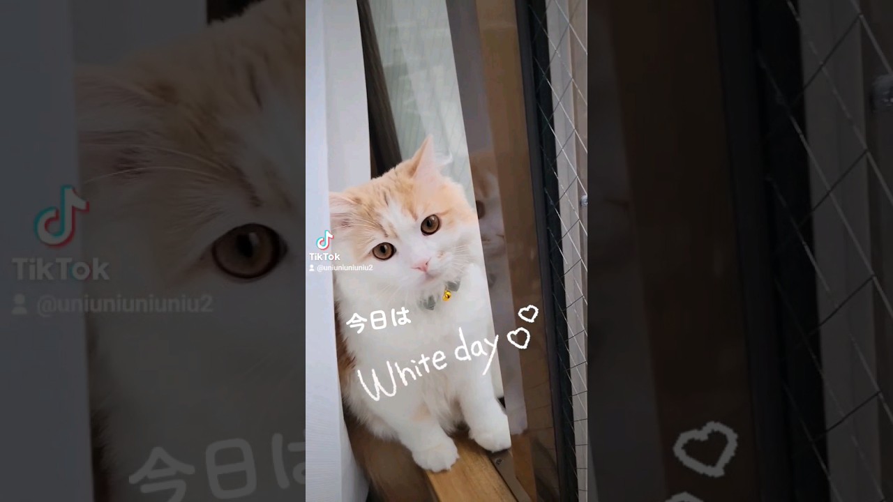 【子猫】きょうはなんのひ？ #ラガマフィン #猫動画 #cat #子猫 #catvideo