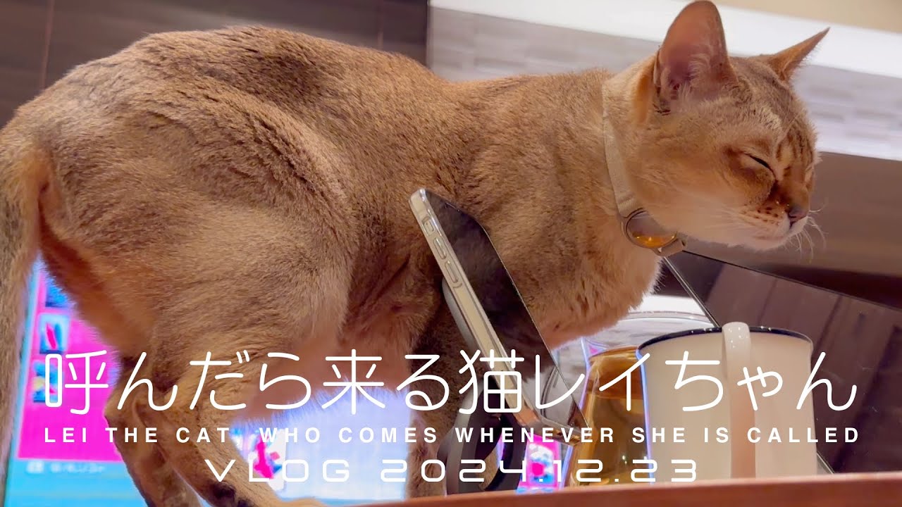 【VLOG 2024.12.23】呼んだら来る猫レイちゃん | Lei the cat, who comes whenever she is called【シンガプーラ】