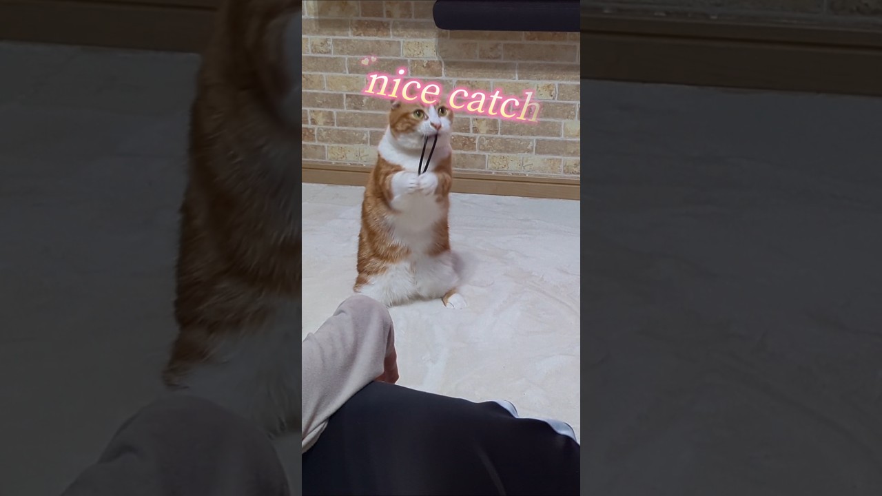 ヘアゴムで遊ぶ、マンチカンのノア。#nicecatch #可愛いペット #猫のいる暮らし #猫 #cat #cats #ノア #noa #動物 #マンチカン #マンチカン短足