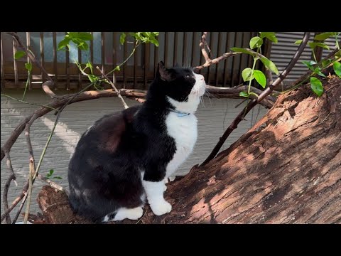 木登りが苦手で立ち往生してしまった猫❗️追っかけ猫の、"ハチ"から高い木の上に逃げた、＂ちび玉ちゃん"‼️#追っかけ #頑張る #高い#木の上 #登る #逃げる #にゃんパパ #猫家族 #cat