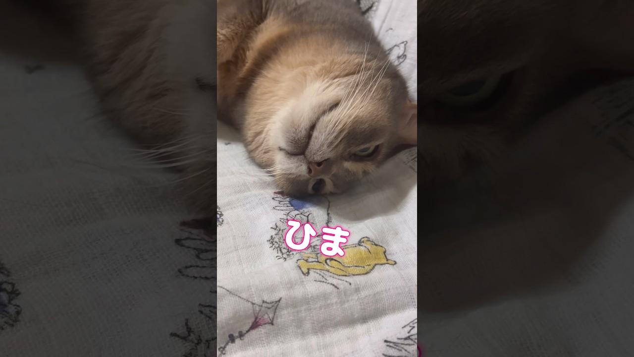 本日もご報告します #shorts #アビシニアン #cat