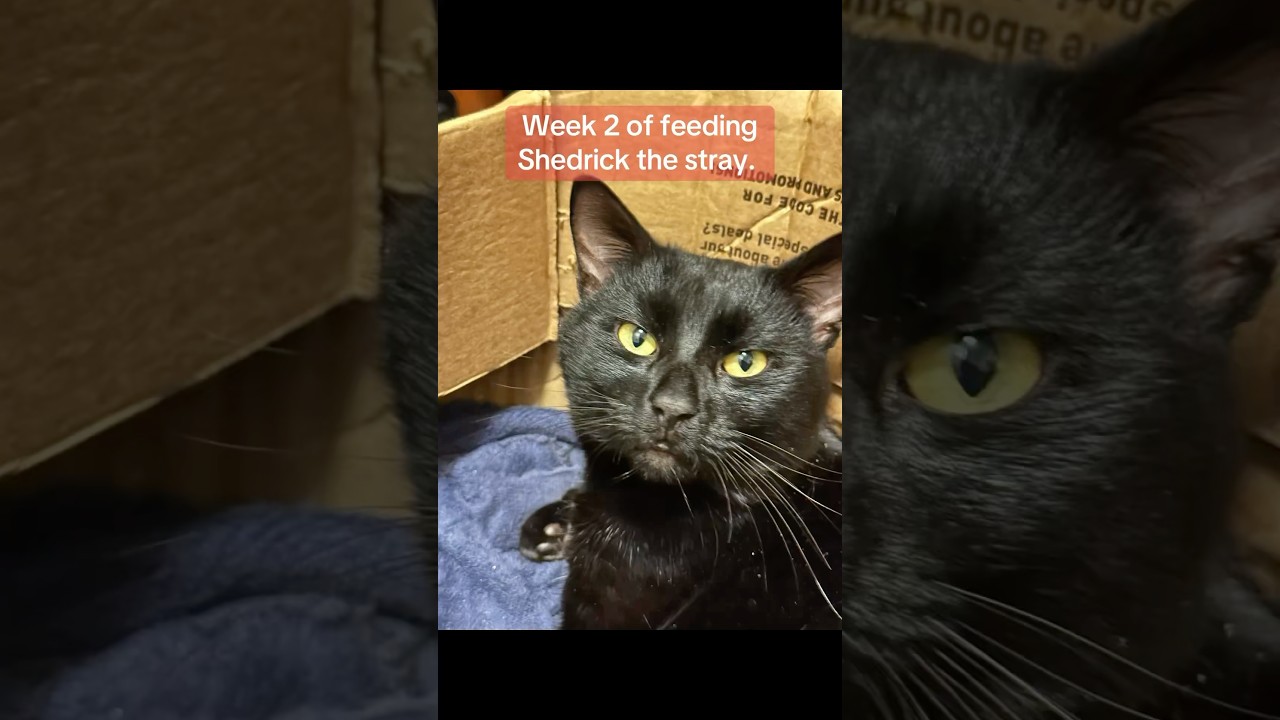 Week•2 Feeding #Shedrick the #Stray