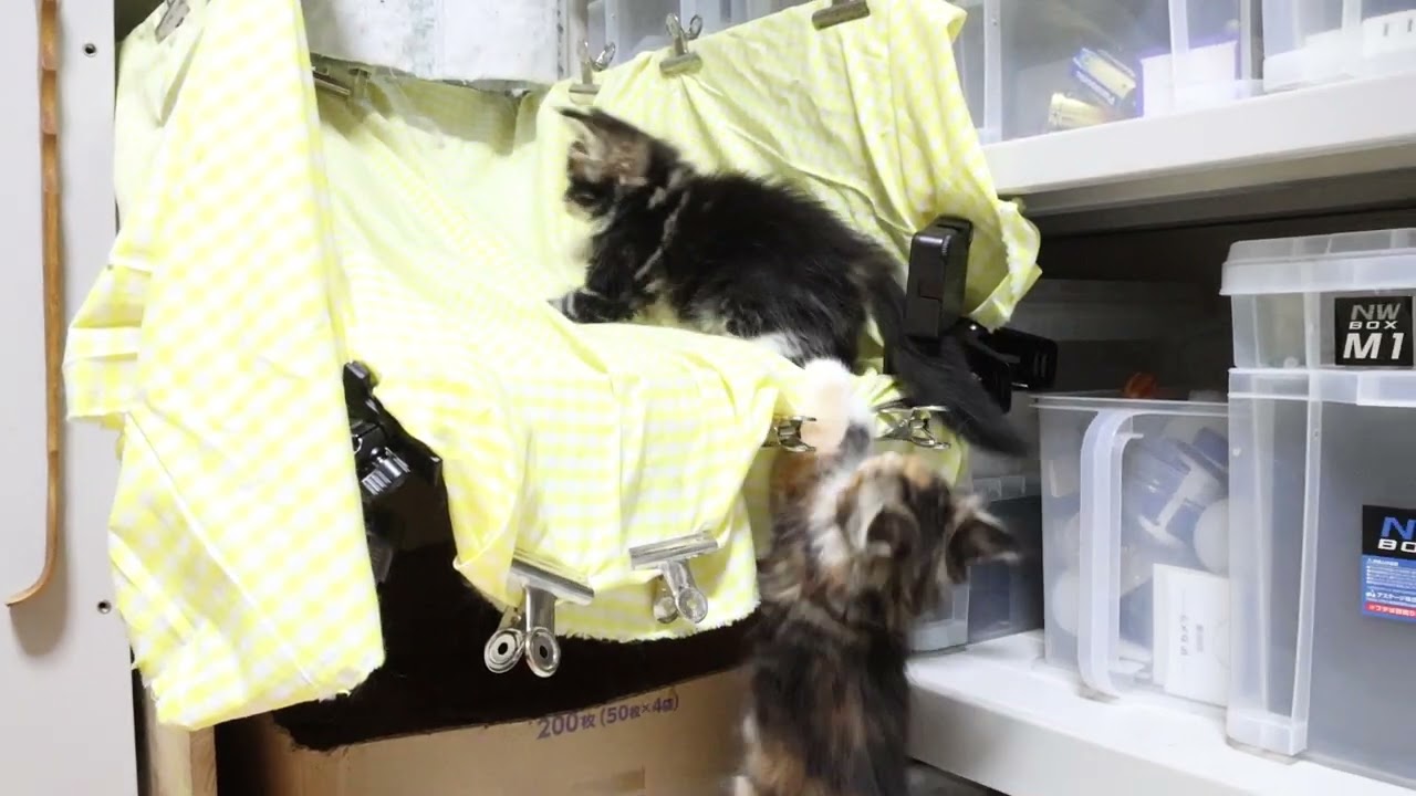 元気もりもりメインクーン子猫姉妹