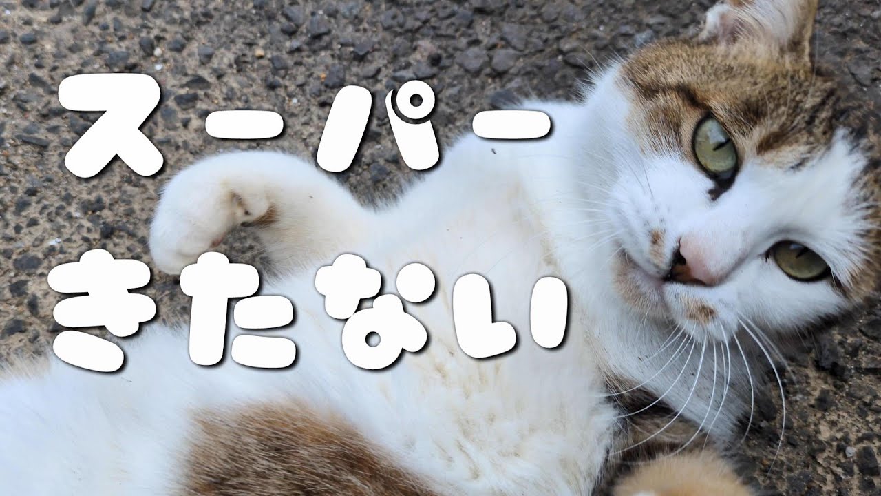 砂場でごろごろしてスーパー汚れた猫が甘えまくってかわいすぎた日