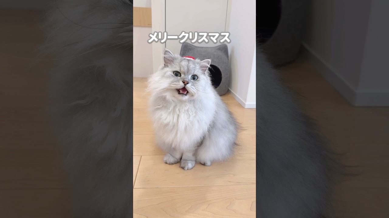 もふもふ猫サンタからのご挨拶 【サイベリアン】 #Shorts