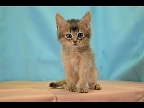 ソマリ　NO.211003　ペットショップ『ヒラマツケンネル』の子猫