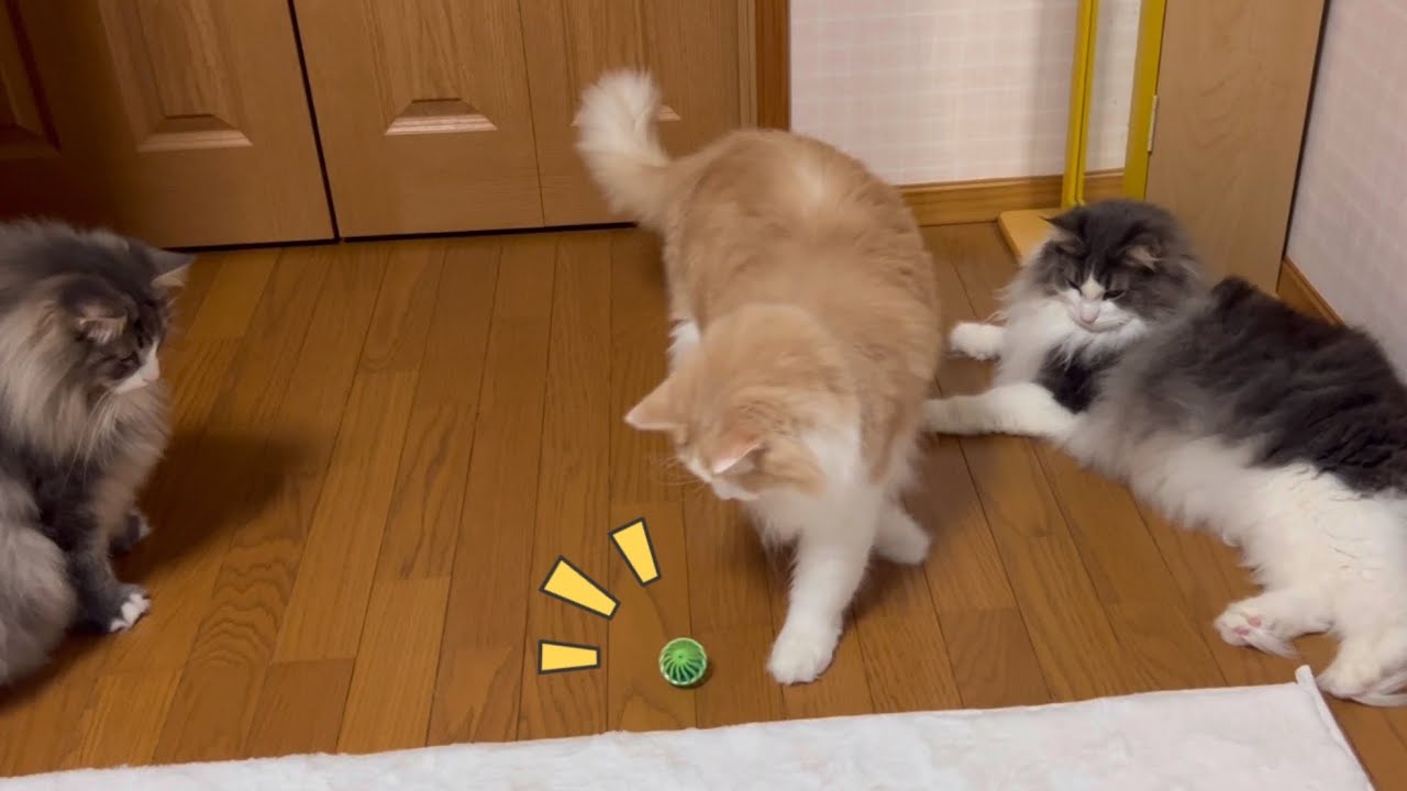 【おちゃめ♡】鈴入りボールで順番に遊ぶもふ猫たちがかわいい❤️ノルウェージャンフォレストキャットとターキッシュアンゴラ