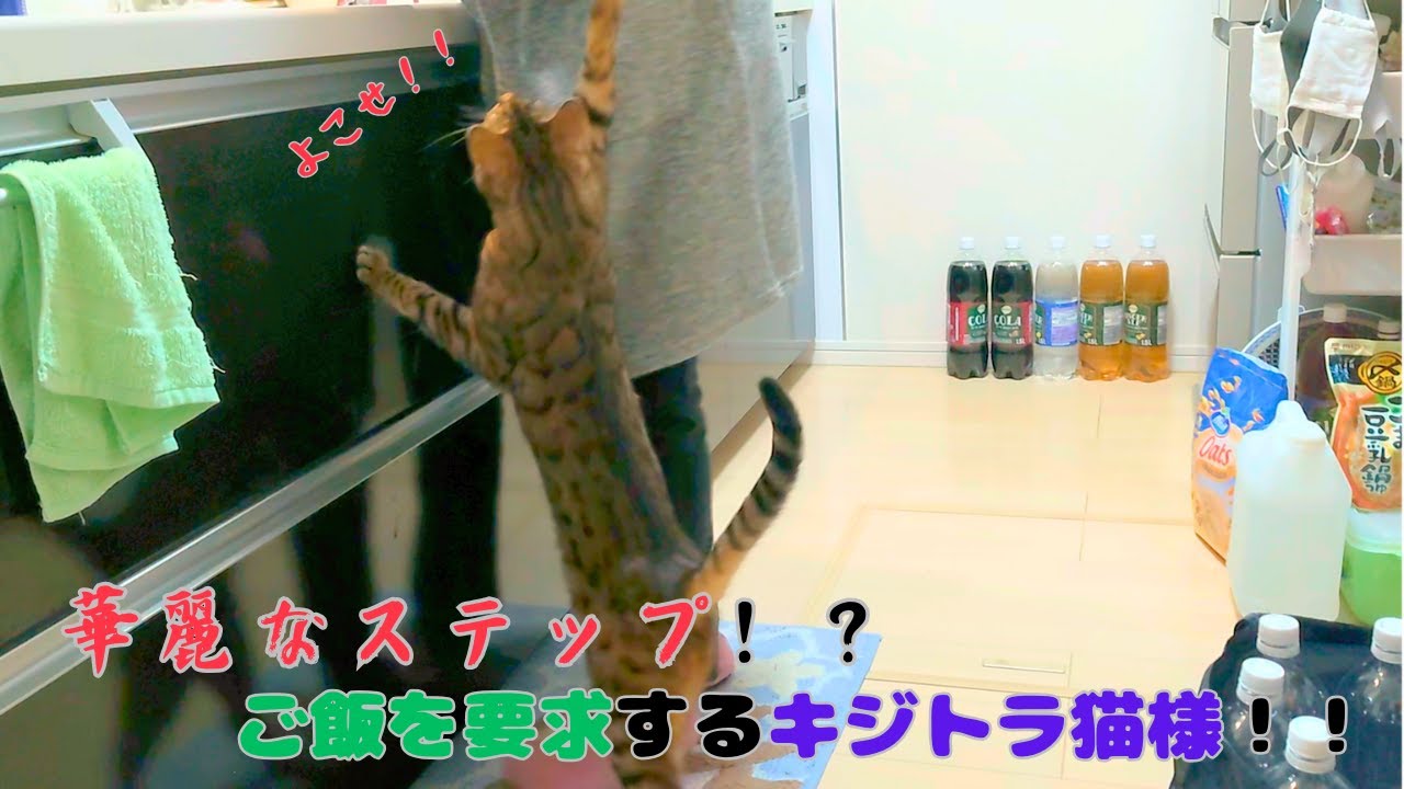 華麗なステップ！？ご飯を要求するキジトラ猫様！！