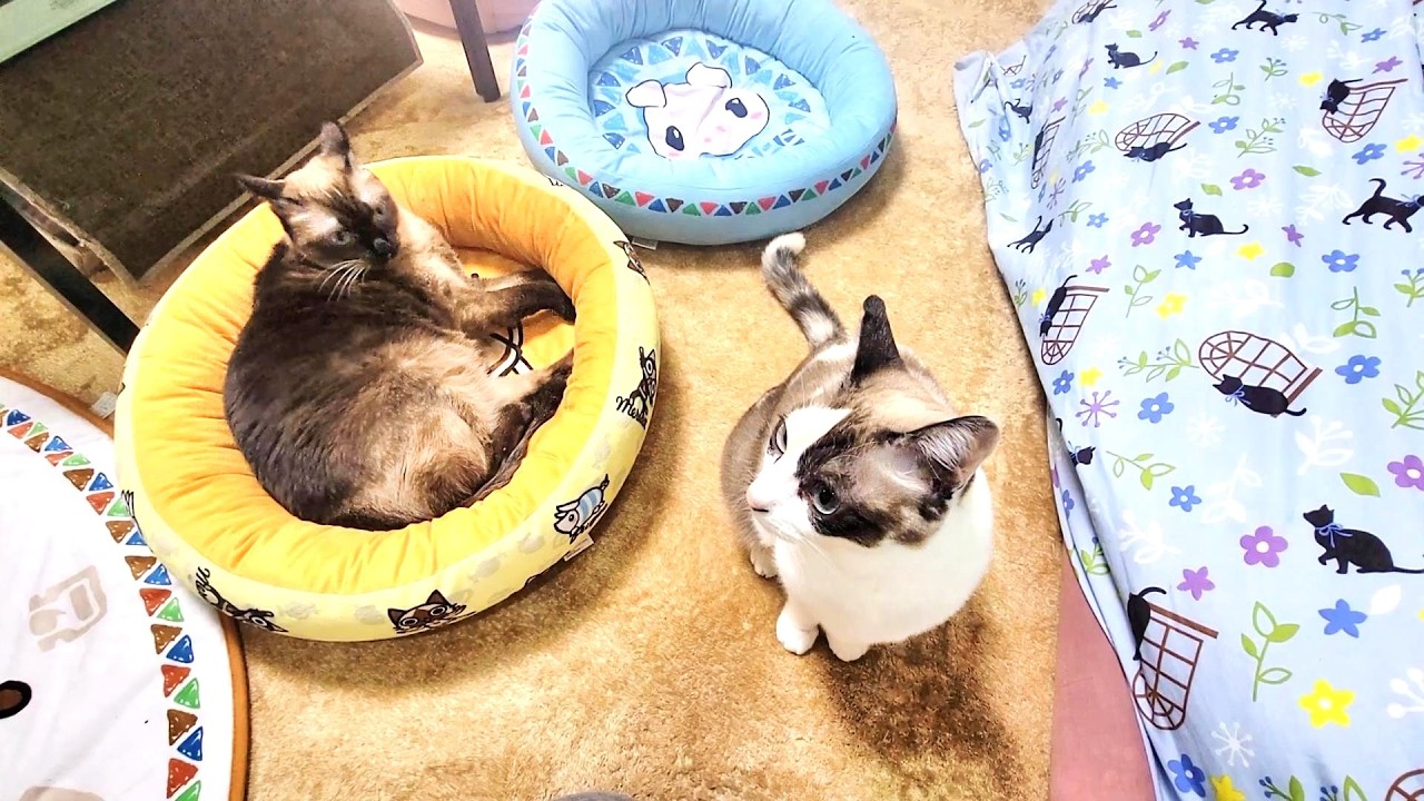 家の隣に雷が落ちてびっくりする猫と私⛈