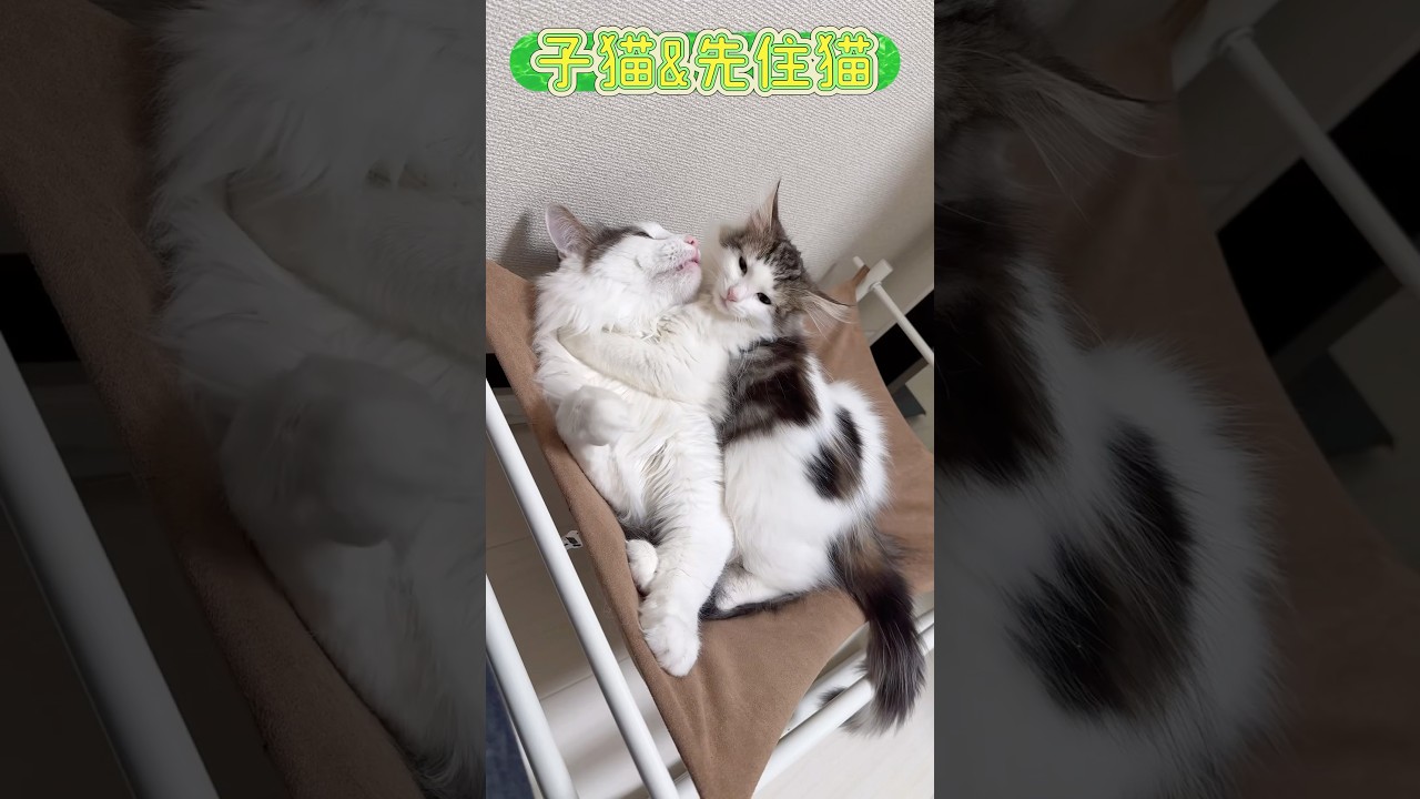【子猫&先住猫】#shorts #ノルウエージャンフォレストキャット